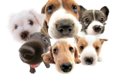 MÍSTNÍ POPLATEK ZE PSŮ