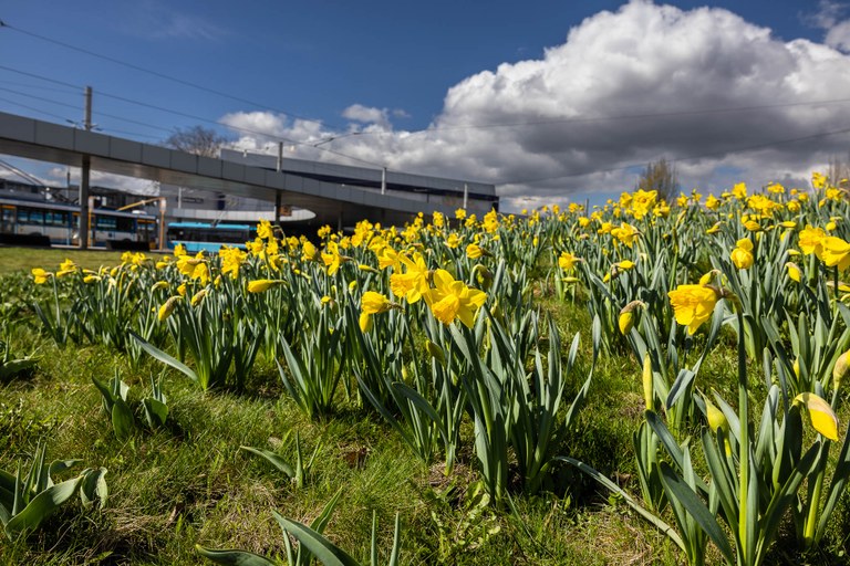 OZO I LETOS PODPOŘÍ ZELENÉ PROJEKTY