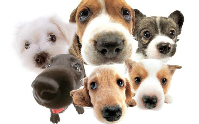 POPLATEK ZA PSA V ROCE 2023