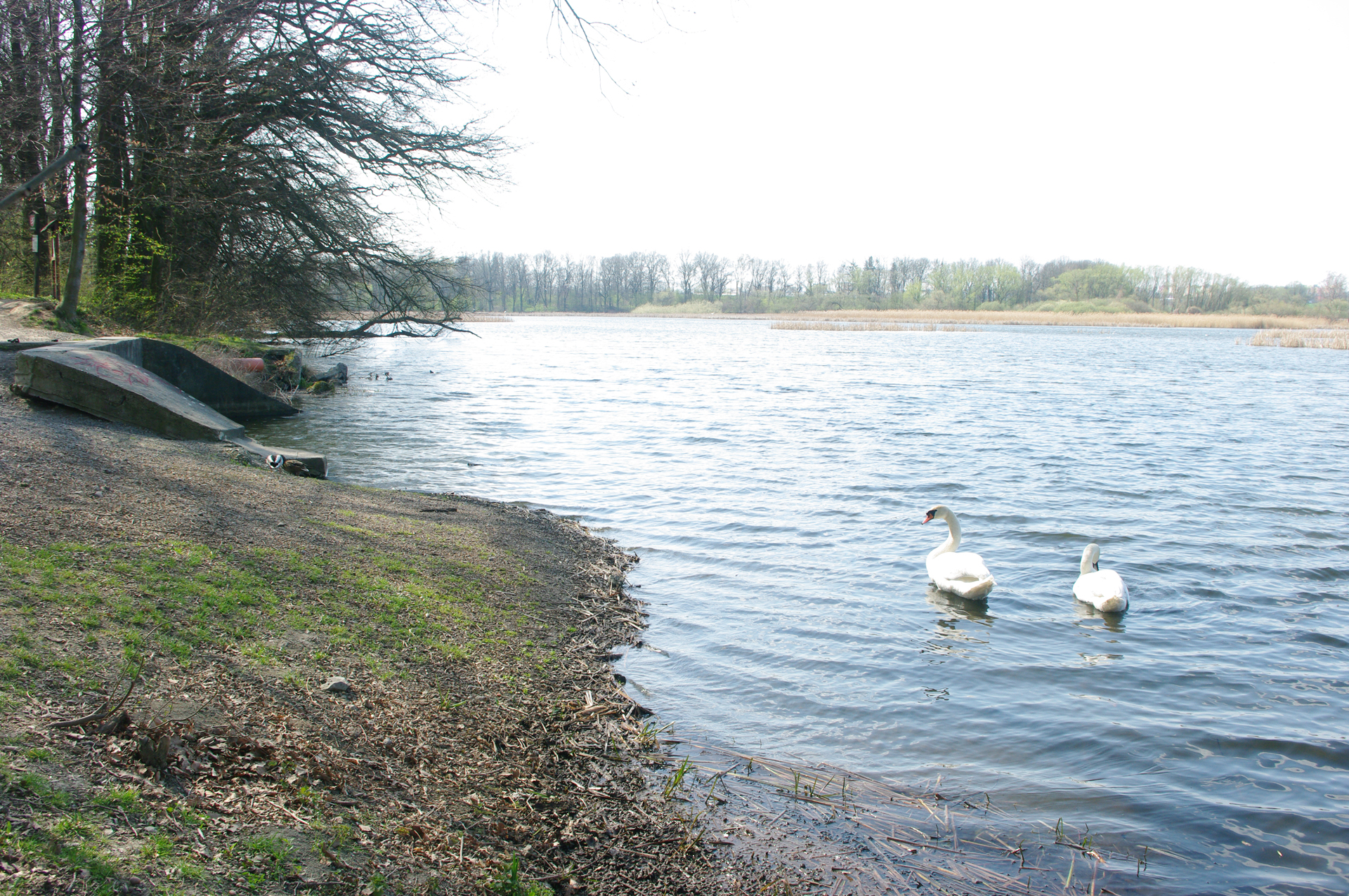 Fotografie rybníku Štěpán s labutěmi a divokými kachnami